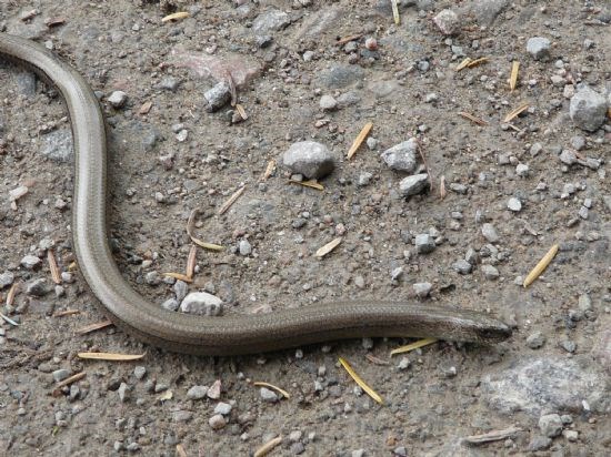 Slow Worm (a lizard, not a snake)